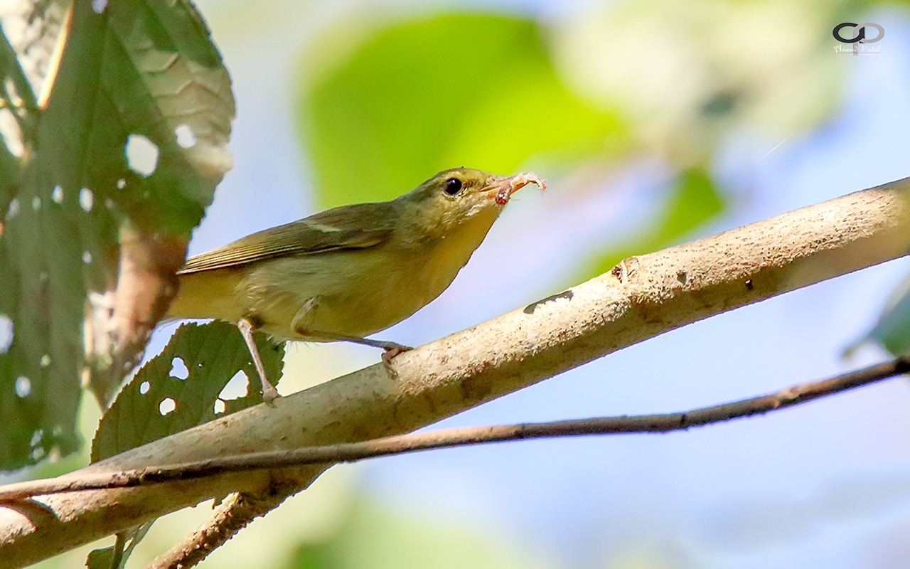 Green Warbler